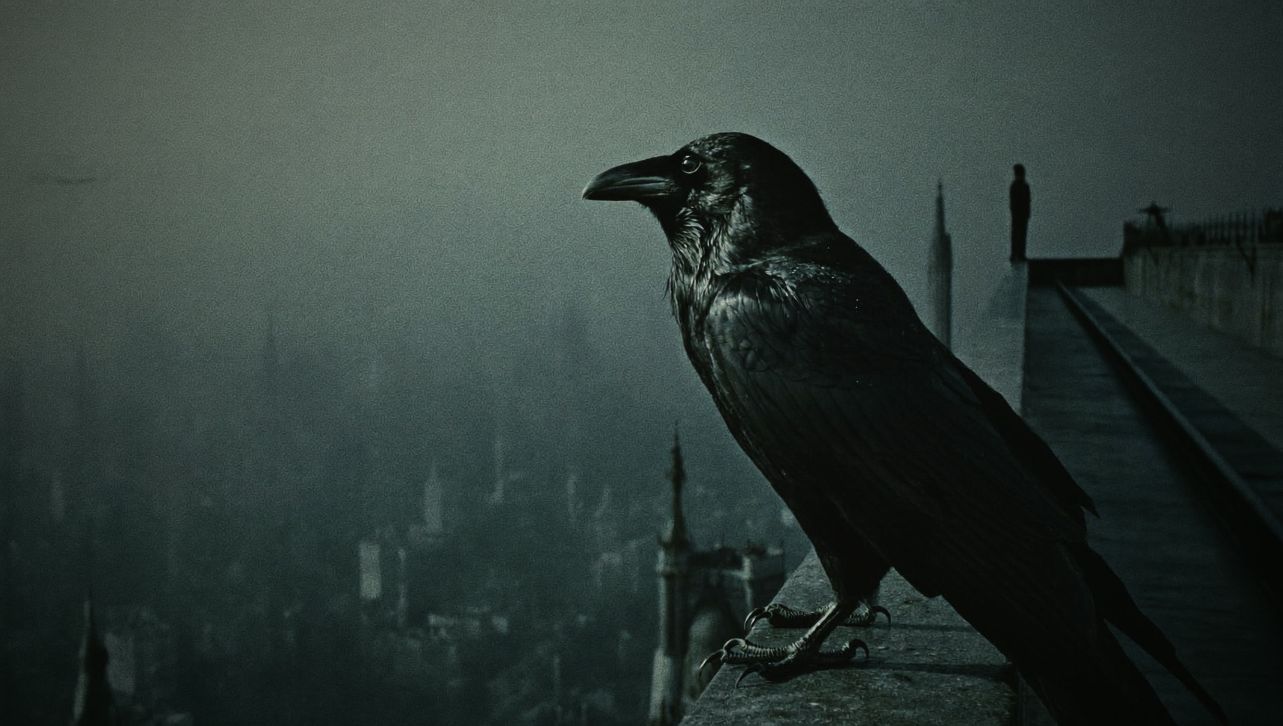 A raven on a wet ledge above the city